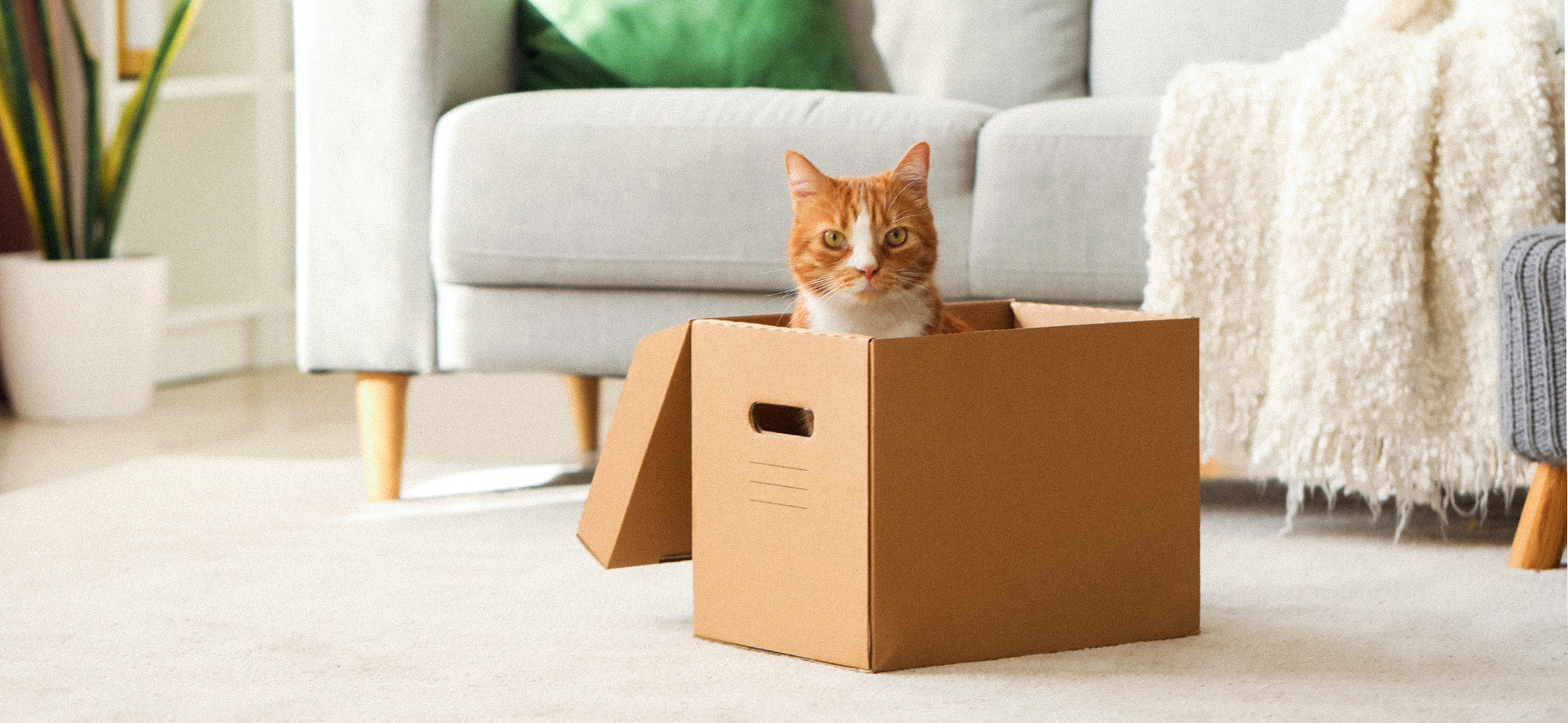 cómo cuidar a un gato durante cambios de rutina